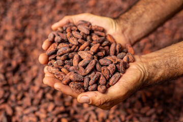 Hands holding Cocoa beans