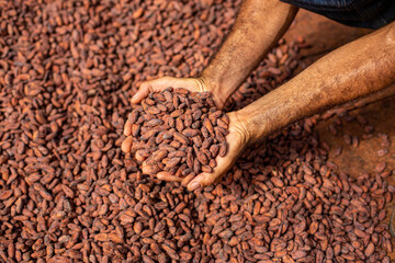 Hands holding Cocoa beans