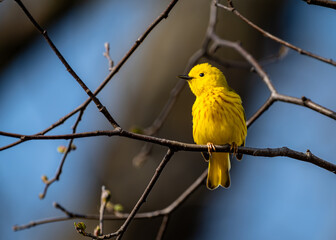 A Yellow Warbler perching on a tree branch