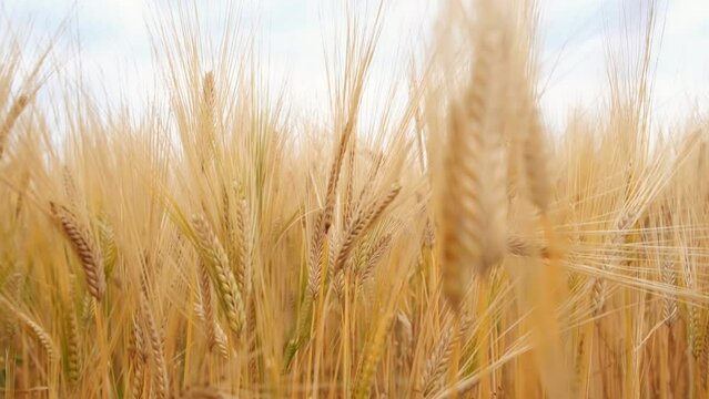 Golden wheat ears on light wind on sunny day. Slow motion. Agriculture concept.