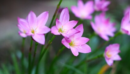 Pink flower known as rain lily or also called Zephyranthes rosea when it blooms in the morning