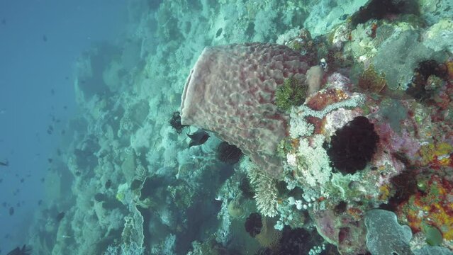Underwater photography of amphora coral in Philippines