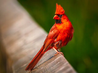 Male northern cardinal perched on a wooden railing , natural green blurred background