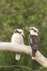 Kookaburras sitting on a branch