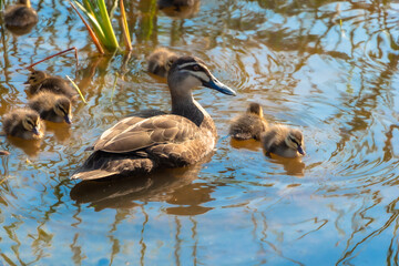 pacific black duck and her ducklings
