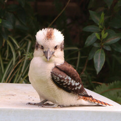 Australian kookaburra