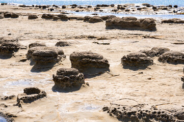 石見畳ヶ浦のノジュール（団塊）　島根県浜田市　Nodules, which contain fossils inside, at Iwami Tatamigaura in  Hamada city, Shimane pref. Japan