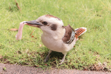 kookaburra eating food