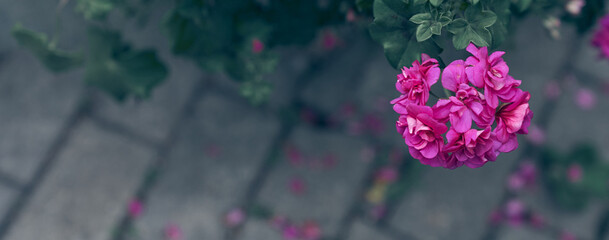 Banner. On the background of a stone path, one bright red geranium flower close-up, floral...