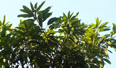 green leaves against sky