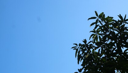 leaves against blue sky