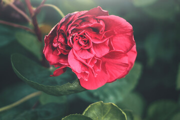 Single red rose closeup shoot on Garden 