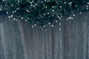 Flowering of white small flowers in a flower bed. Calm spring-summer nature close-up over a stone...