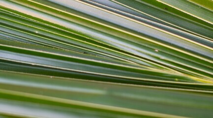 close up of palm leaf