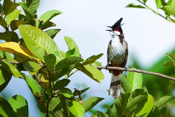 little bird perched on a branch