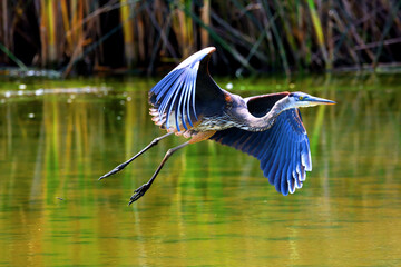 heron in flight