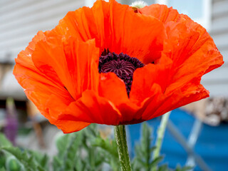 bright decorative red poppy in the garden on a blurred natural background