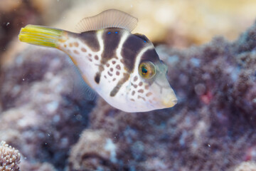 南伊豆ヒリゾ浜のかわいいノコギリハギの幼魚