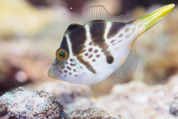 南伊豆ヒリゾ浜のかわいいノコギリハギの幼魚