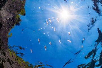 南伊豆ヒリゾ浜の綺麗なアオリイカの幼魚の群れ