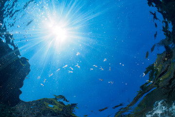 Fototapeta na wymiar 南伊豆ヒリゾ浜の綺麗なアオリイカの幼魚の群れ