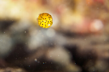 南伊豆ヒリゾ浜のミナミハコフグの幼魚