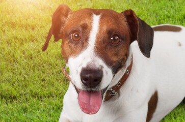 Happy young smart dog lying on green grass