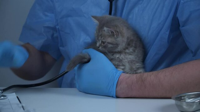 Doctor in vet clinic checking up kitten. Young veterinarian examining cat on table in clinic. Veterinary care. Male veterinarian examine kitty's health. Beautiful gray kitten having checkup in