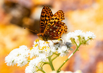 butterfly on flower