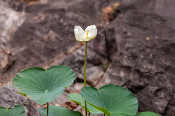 White Lotus Flower