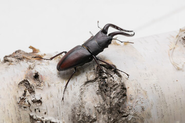 白樺とクワガタ　stag beetle	