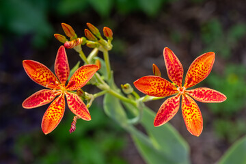Macro texture cutout view of beautiful orange and red spotted blackberry lilies (iris domestica) in...