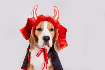A beagle dog with devil horns and a red and black cape as a funny Halloween outfit on a gray...