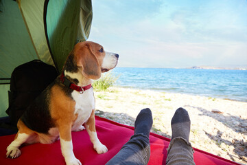 A beagle dog in a tent with its owner. Beautiful view of the seashore. Traveling with a pet.