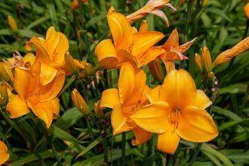 Obraz na płótnie Canvas Close up texture background view of beautiful orange color day lily flowers (hemerocallis) in a bright sunny garden 