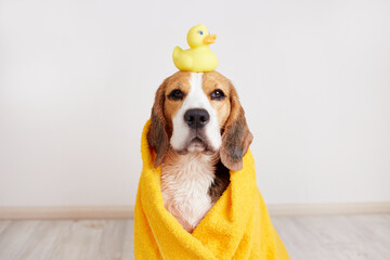 A beagle dog in a yellow towel after bathing. There is a duckling toy on the head. The concept of...