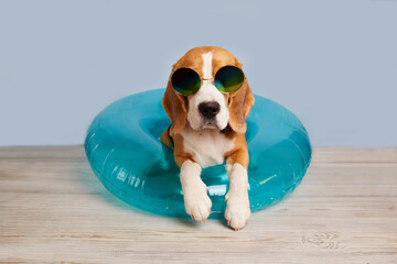 Cute beagle dog wearing sunglasses and a swimming ring . The concept of a summer holiday by the...