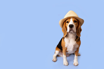 Portrait of a beagle dog in a straw hat on a blue isolated background. The concept of summer...