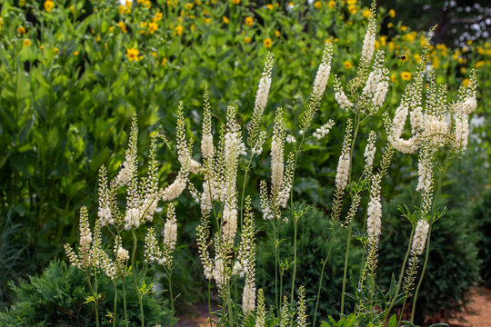 Full frame texture background of lacy white color black cohosh (actaea racemosa) flowers in bloom in an outdoor garden setting
