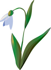 Obraz premium Snowdrop flower isolated for design.