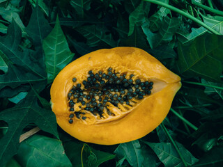Inside papaya fruit and a green background