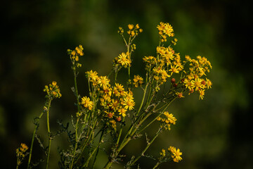 Yellow wildflowers on a green background. Selective focus. common ragwort