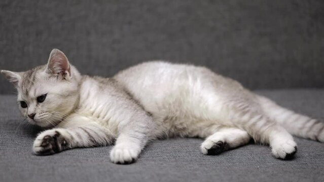cute gray scottish kitten lies on a gray sofa