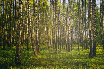 Fototapeta na wymiar Rows of birch trunks with young foliage, illuminated by the sun at dusk or dawn. Vintage film aesthetic.