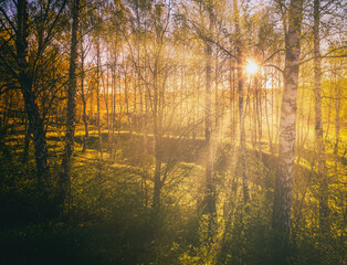 Fototapeta na wymiar Sunset or sunrise in a spring birch forest with bright young foliage glowing in the rays of the sun. Vintage film aesthetic.