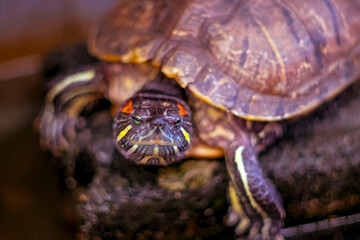 Serenity in the Aquarium: Slider Turtle on a Relaxing Rock