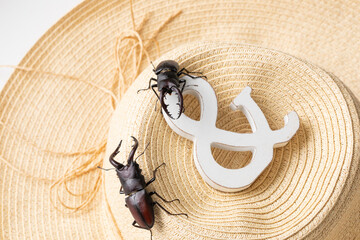 クワガタ　stag beetle