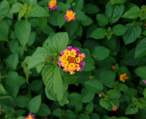 Lantana camara beautiful multiple colour flower in garden 
