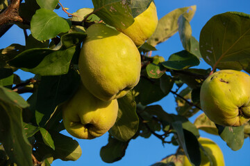マルメロの実と青空
