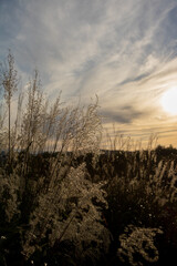 Fototapeta premium 夕暮れに輝くススキの穂 